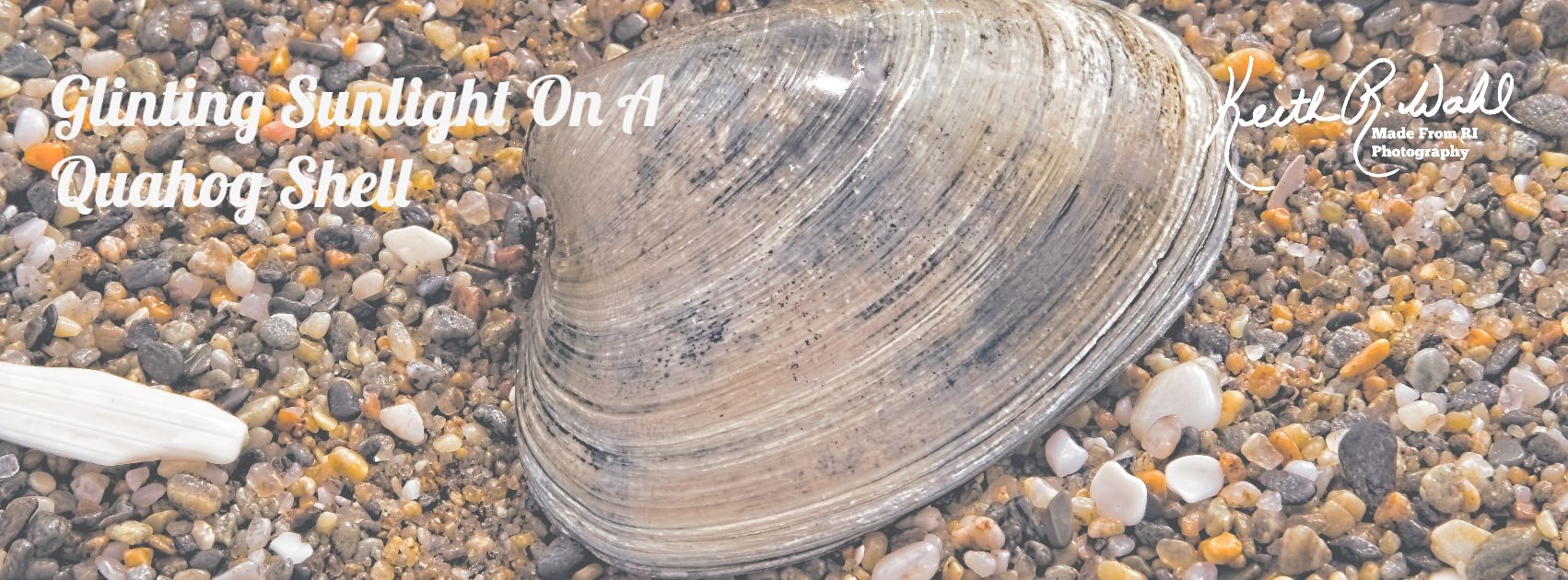 Glinting Sunlight On A Quahog Shell