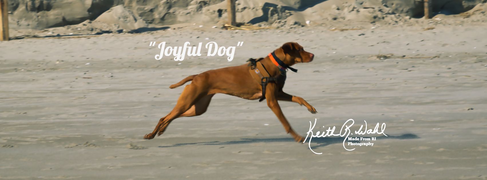 Joyful Dog